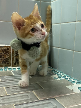 茶トラの人馴れした猫