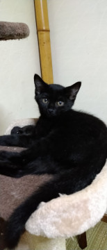 クリクリな目の可愛い❤️黒仔猫ちゃん