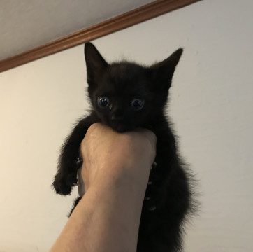 黒猫ジジ生後40日