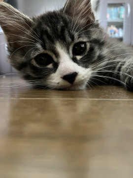 かわいいサバトラくん