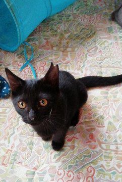 小顔で美シルエットの魅惑の黒猫ガール