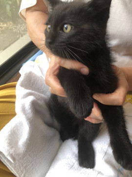 黒猫で 2カ月半くらいの可愛い男の子です
