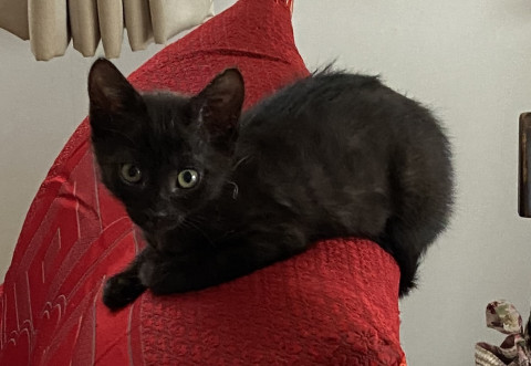 みんな黒猫ばかりの中の黒猫です