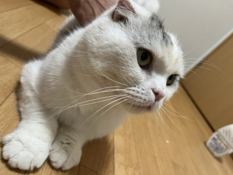 静岡県内での飼い主様募集