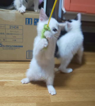 甘えん坊で鼻の穴( ̄•• ̄)