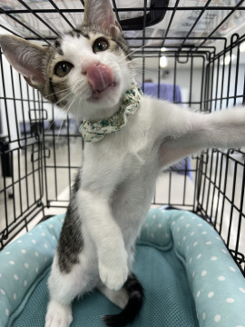 可愛いキジシロ子猫のカールくん