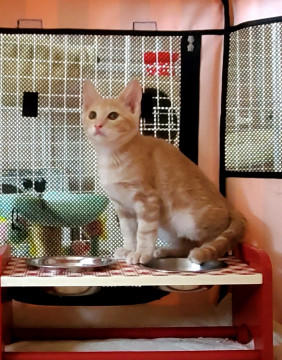 「動画あり」クリーム色の 穏やかな子猫
