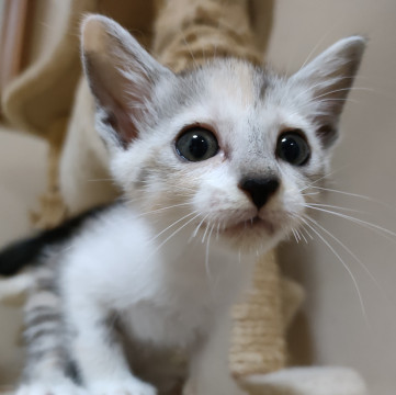 美しいパステル三毛猫