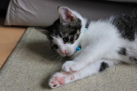 保護子猫4匹のうち1番目。