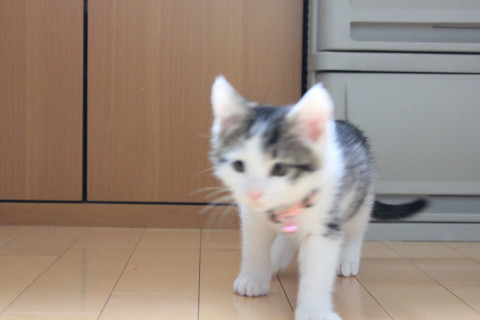 保護子猫4匹のうち4番目。