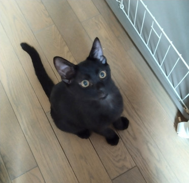 ピカピカの黒子猫