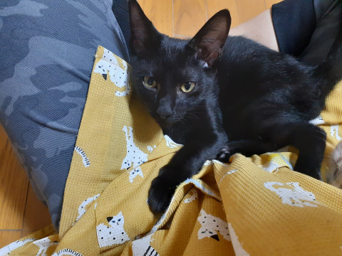 ❤お耳の大きな黒猫くん❤