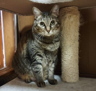 人馴れ訓練中♥挑戦者募集中のようこちゃん