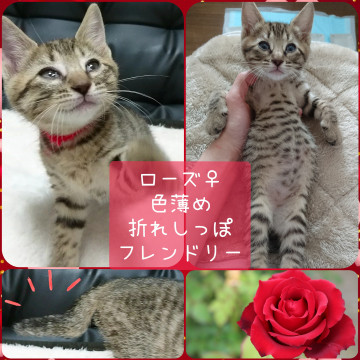 畑に捨てられていた5匹の子猫