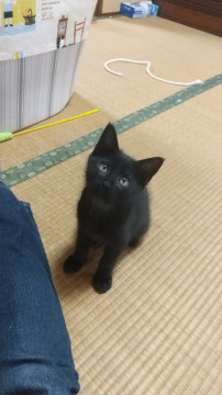 ずっとのお家を探してます。