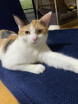 人馴れ抜群ミケ猫ちゃん
