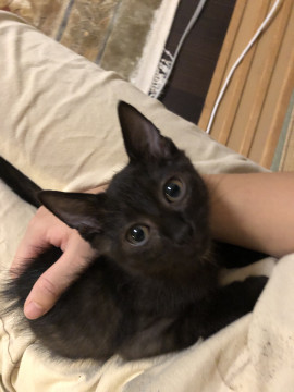 元気いっぱい甘えん坊の黒猫くん