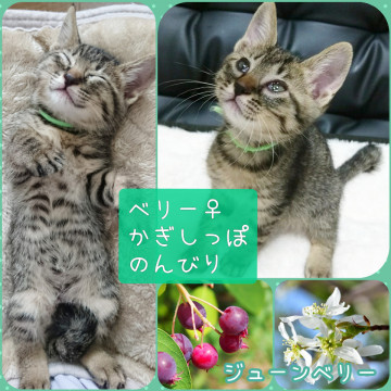 畑に捨てられていた5匹の子猫―⑤