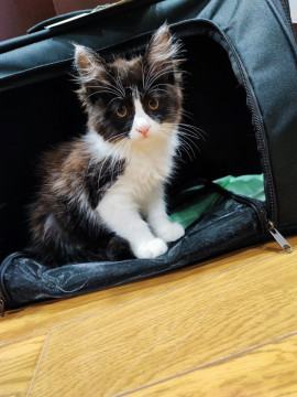 可愛い子猫ちゃん