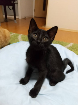 猫ちゃんにも人にも甘々のダイヤちゃん