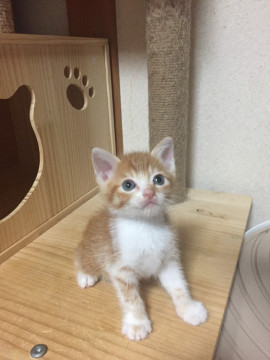 1ヶ月弱の茶白の男の子