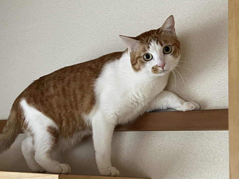 ふっくら福ちゃん
