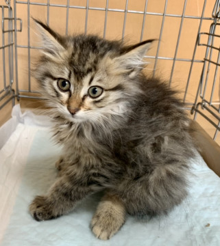 2ヶ月子猫、里親募集中。