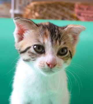スコ耳?なかわいい三毛猫さん