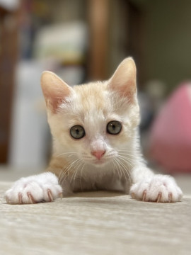 クリーム色の子猫(2ヶ月)