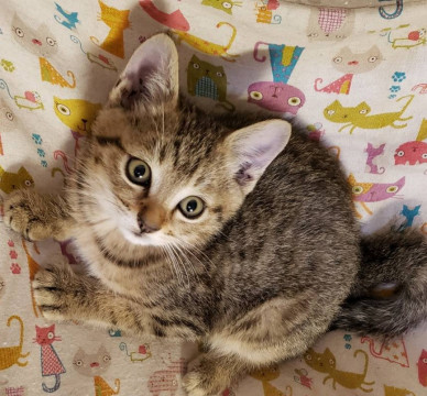可愛い子猫、ろこくん♪