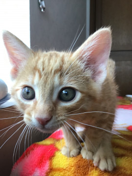 人馴ればつぐん仔猫