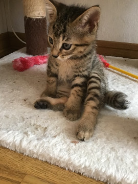 人馴ればつぐん仔猫