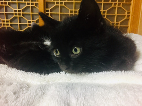 おめめパッチリ子猫ちゃん
