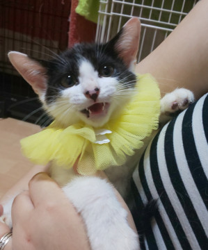 鼻の模様が特徴的ウチワくん