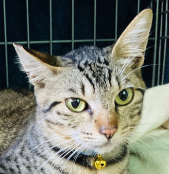 ひが君 2歳 雄 キジトラ 猫好き