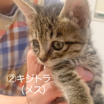 3兄弟② おとなしめのキジトラの女の子♪