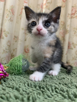 可愛らしい三毛猫ミスズちゃん