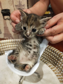 おチビのキジトラちゃん