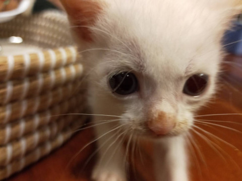 ブルーアイの美猫ちゃん