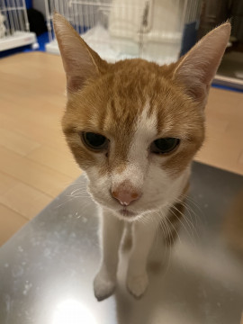 人が大好きシニアにゃんこ