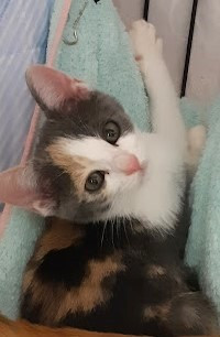 パステルミケ虹子ヒト観察中