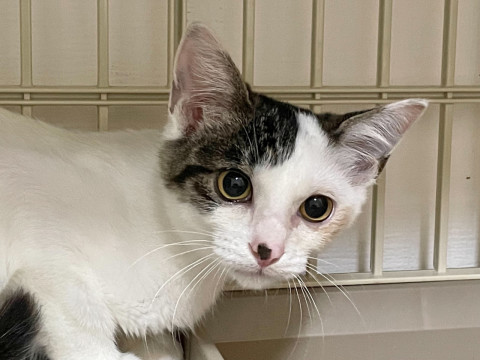 ボキュ，イケメンになったでち ☆レンレン