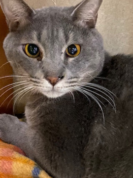 おだやかで猫に好かれる男子♪たいが