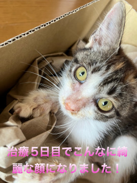 とってもフレンドリーな子猫、三毛猫ちゃん