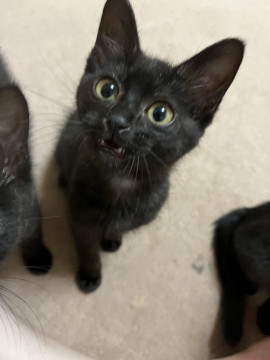人懐こさ抜群黒子猫【3カ月】