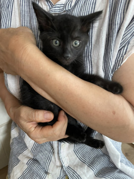 小柄な黒猫　90日　愛らしいです