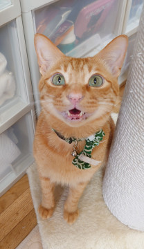 【11/3譲渡会】流し目上手★やまと君