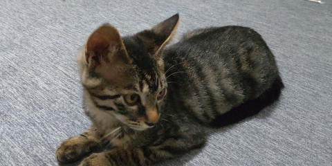 キジ 長尻尾 メス 活発