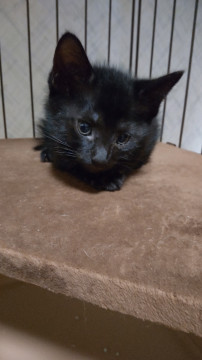 黒猫の男の子