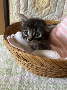 お目目ぱっちりキジトラちゃん❣️